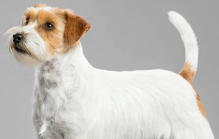 Jack Russell Terrier